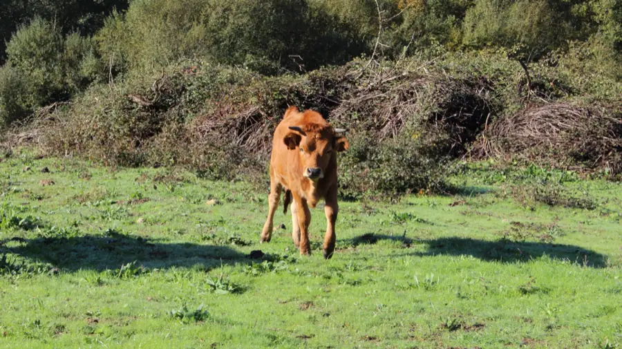 Pecuária — vacas arouquesas