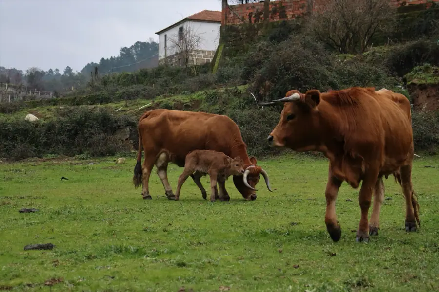 Vacas de raça arouquesa na pastagem da quinta