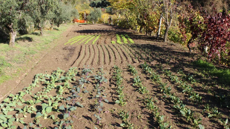 Hortícolas